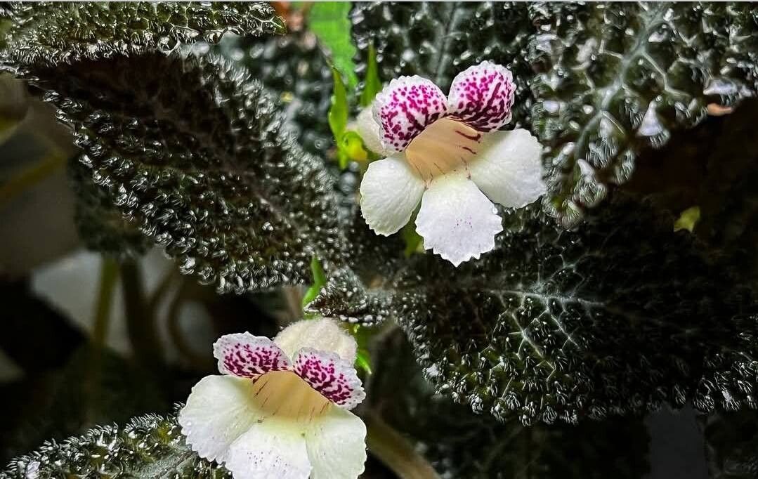 Nautilocalyx ecuadoranus — related species from the same genus