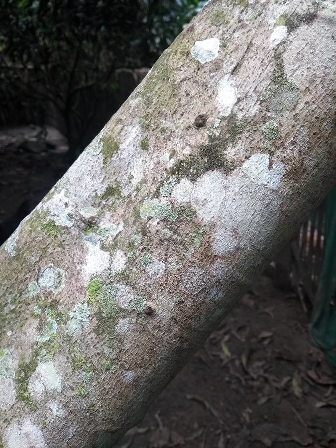 Quararibea cordata bark