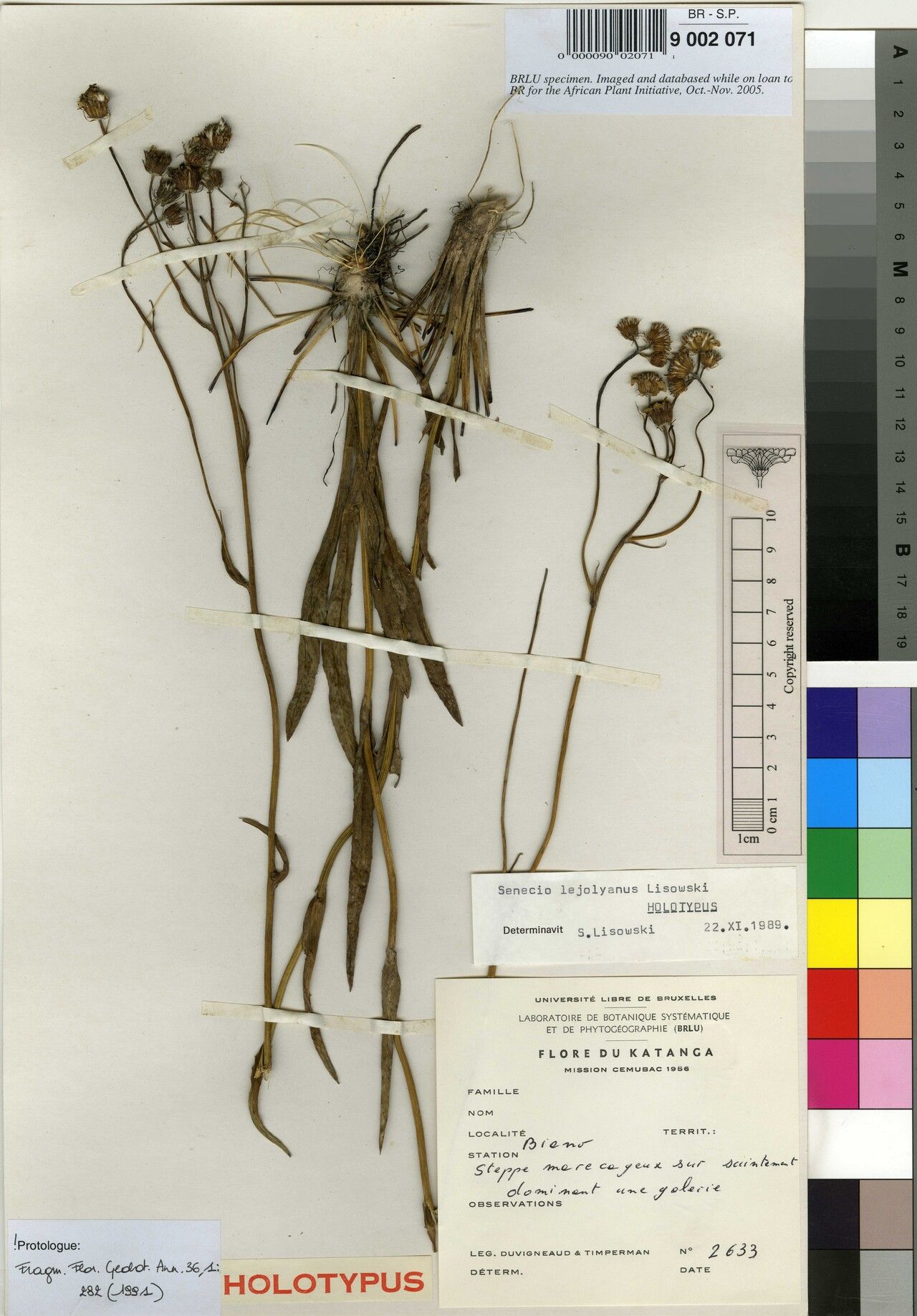 Senecio lejolyanus — houseplant care guide