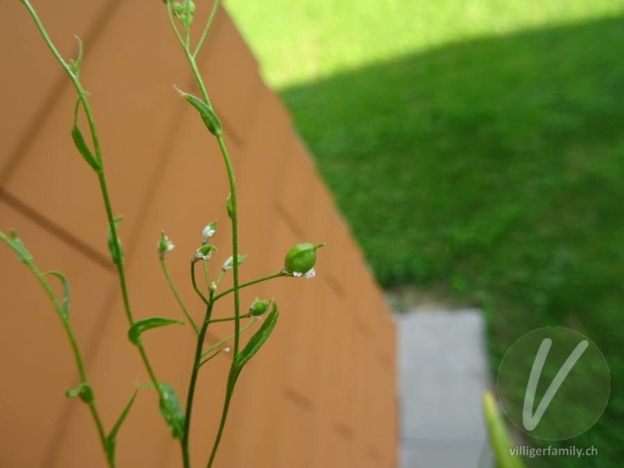 Neslia paniculata fruit