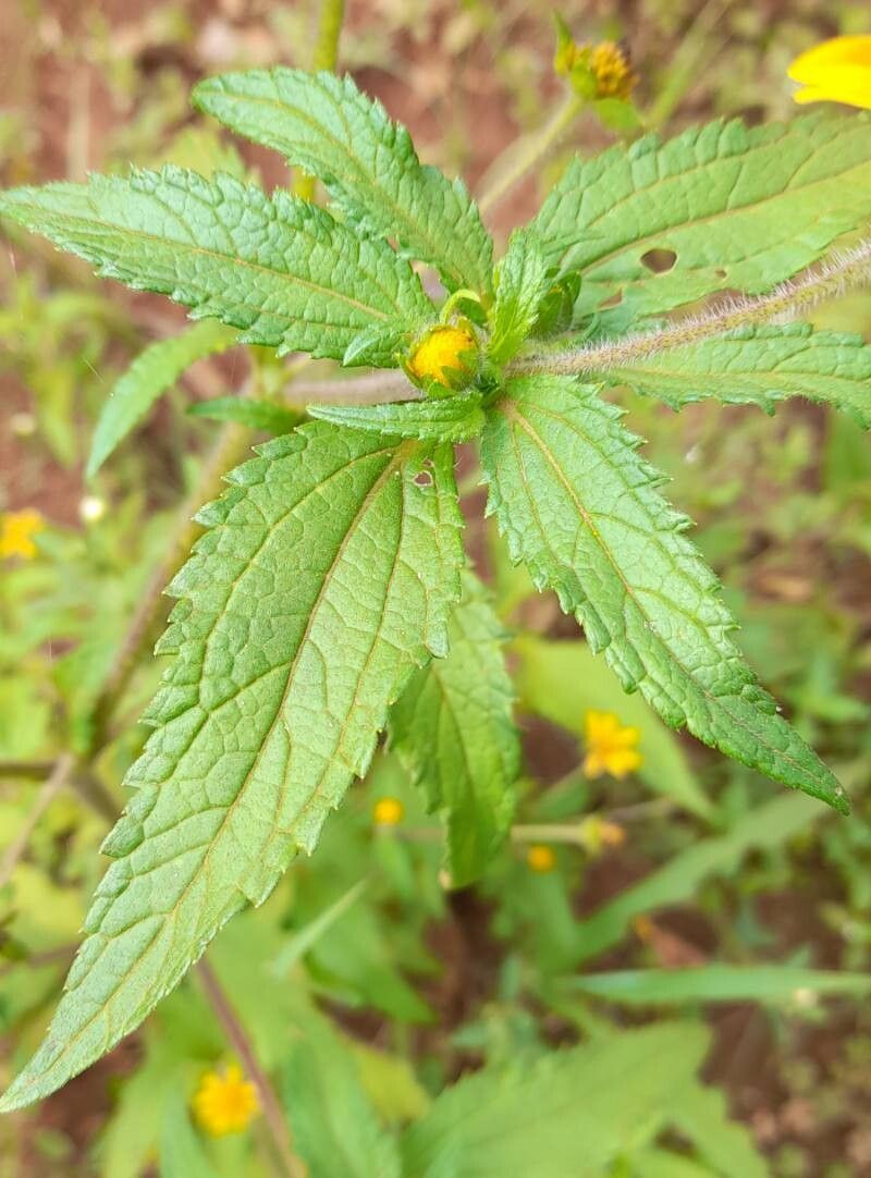 Wedelia subvelutina leaf