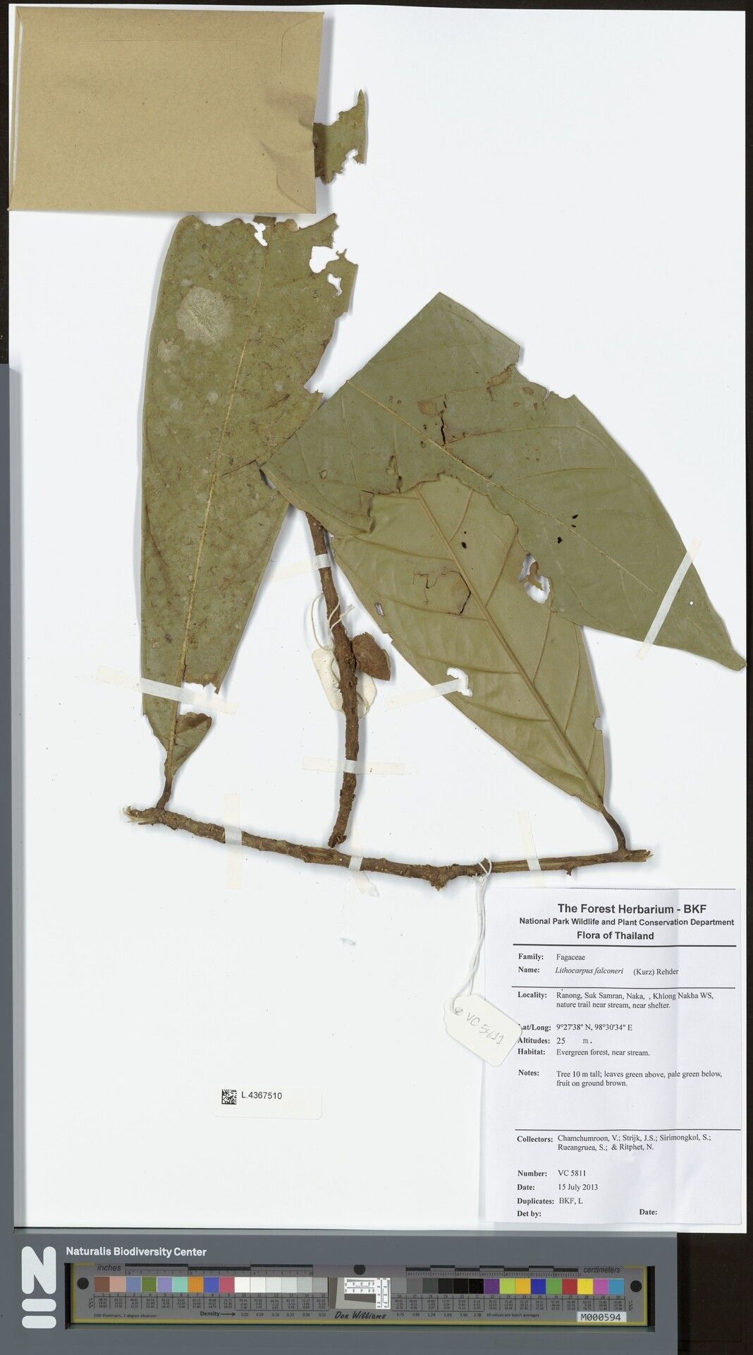 Lithocarpus falconeri — houseplant care guide