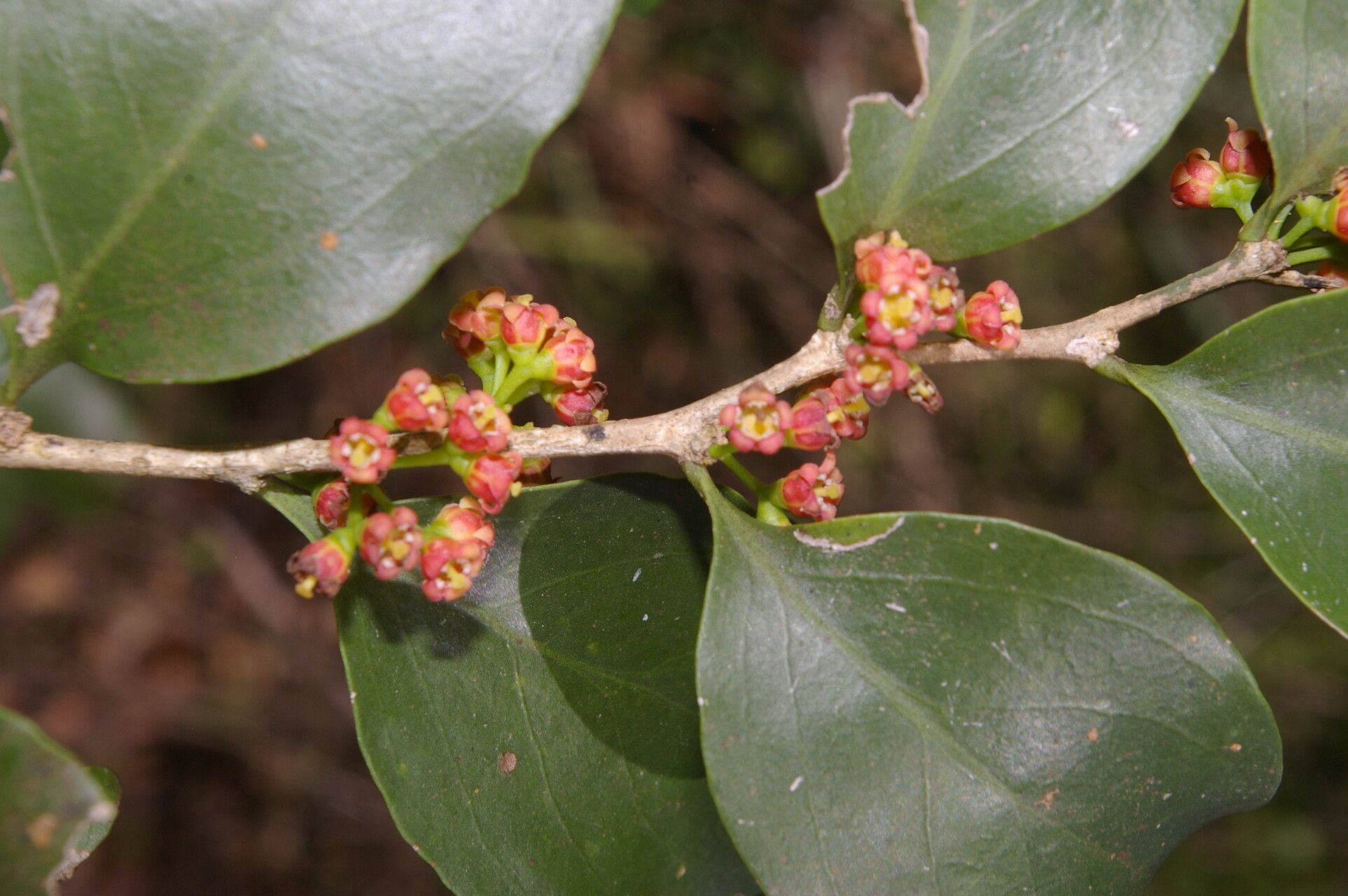 Agonandra macrocarpa flower