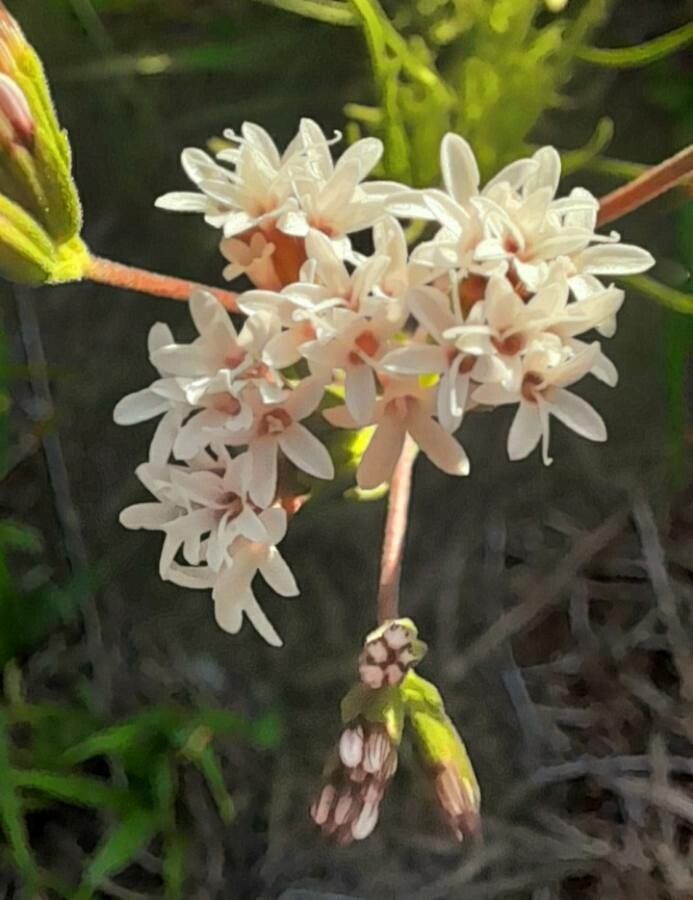 Stevia mercedensis — houseplant care guide