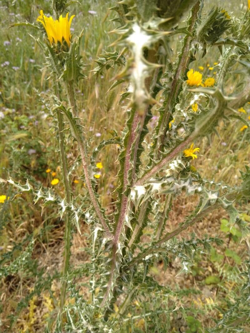 Scolymus grandiflorus leaf