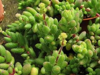Crassula hirtipes — houseplant care guide