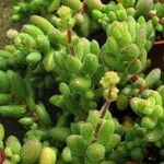 Crassula hirtipes