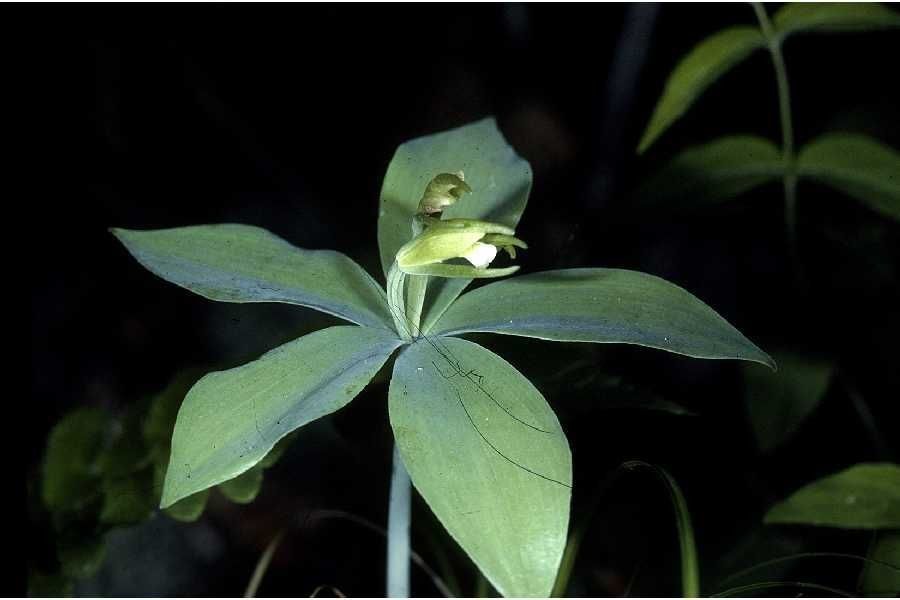 Isotria medeoloides habit