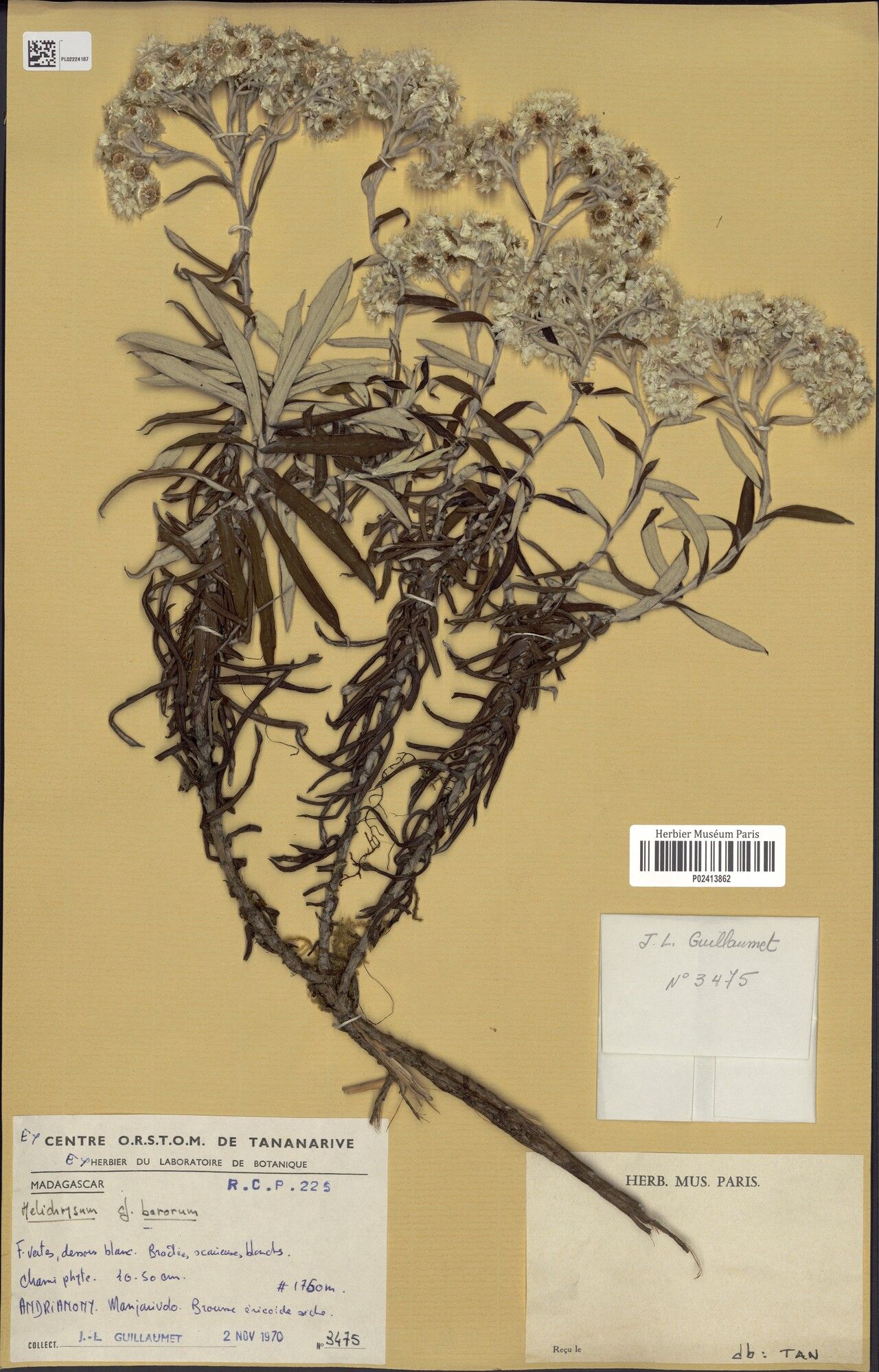 Helichrysum barorum — houseplant care guide