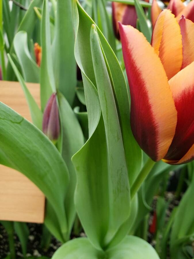 Tulipa spp. — search result for 'Tulipa'