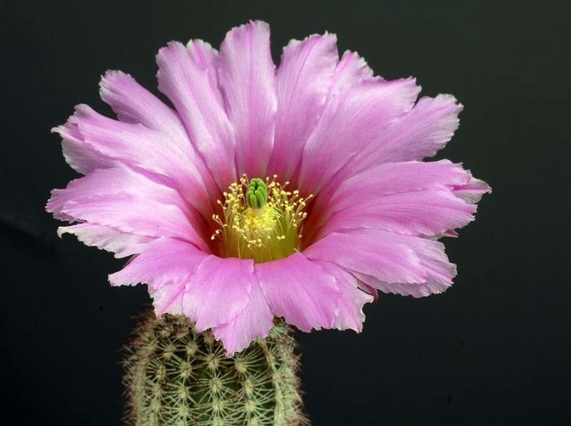 Echinocereus scopulorum flower
