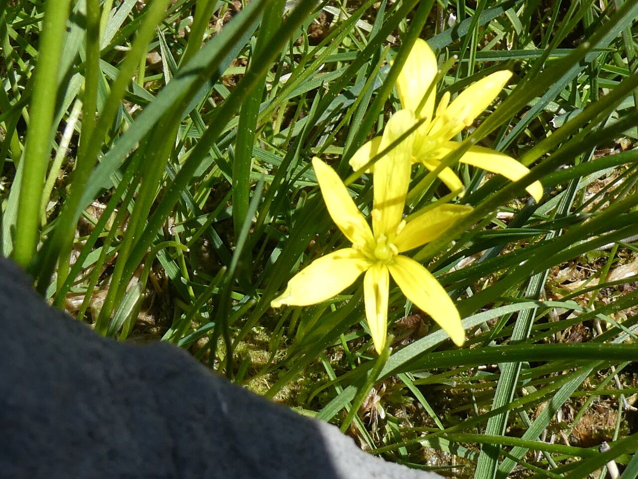 Gagea fragifera flower