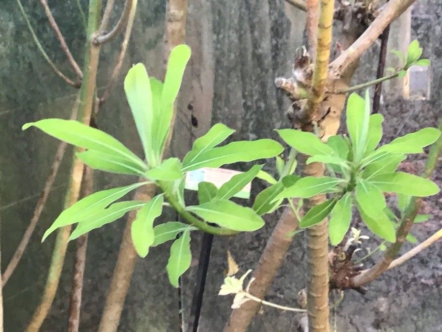 Euphorbia mellifera — search result for 'Algeria'