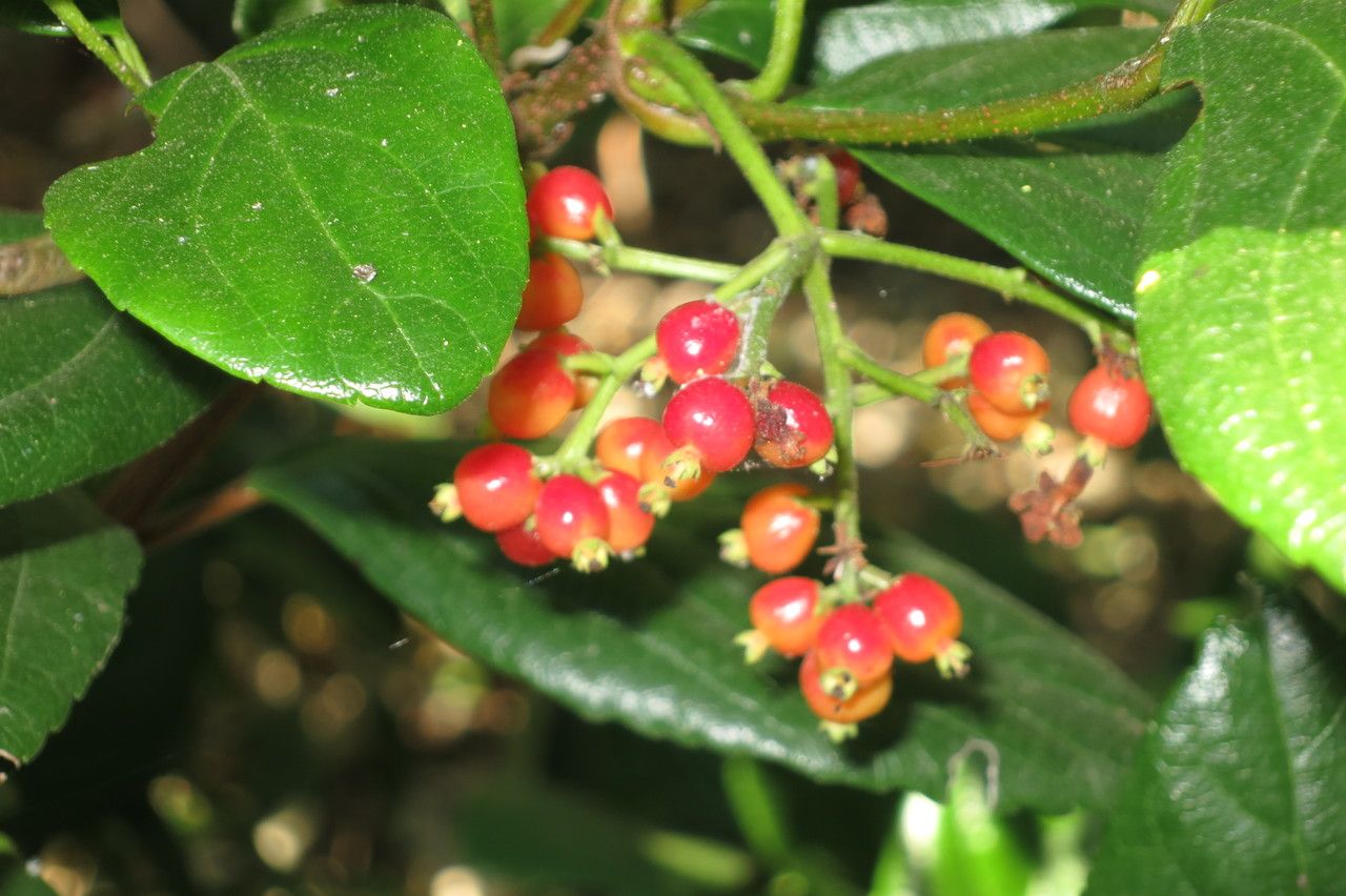 Viburnum suspensum fruit