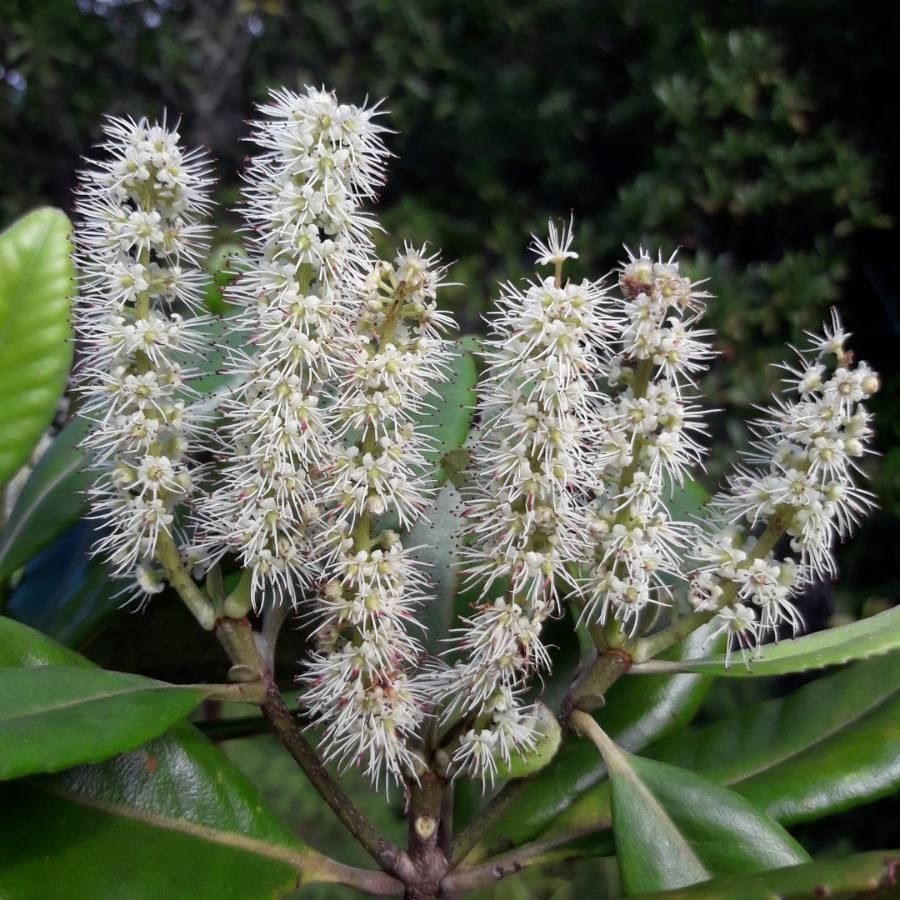 Cunonia balansae flower