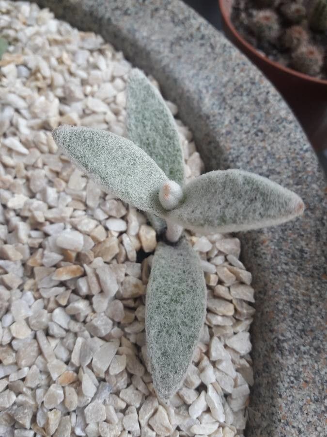 Kalanchoe eriophylla leaf