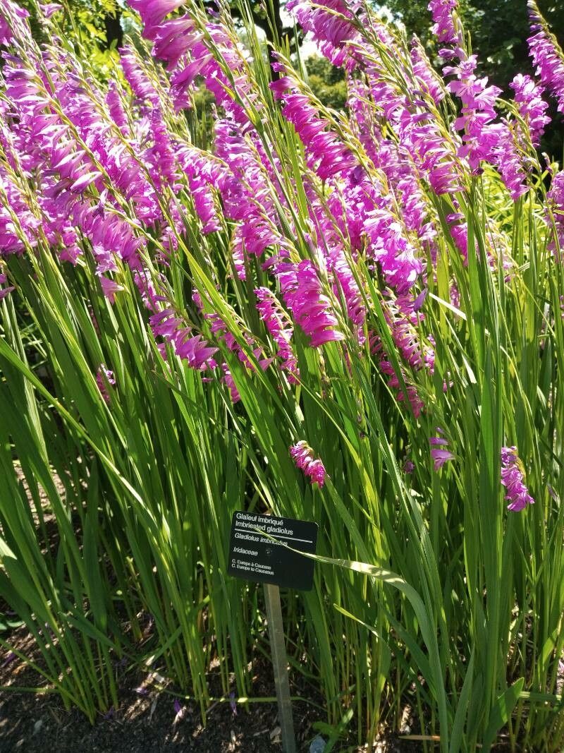 Gladiolus imbricatus — search result for 'Gladiolus'
