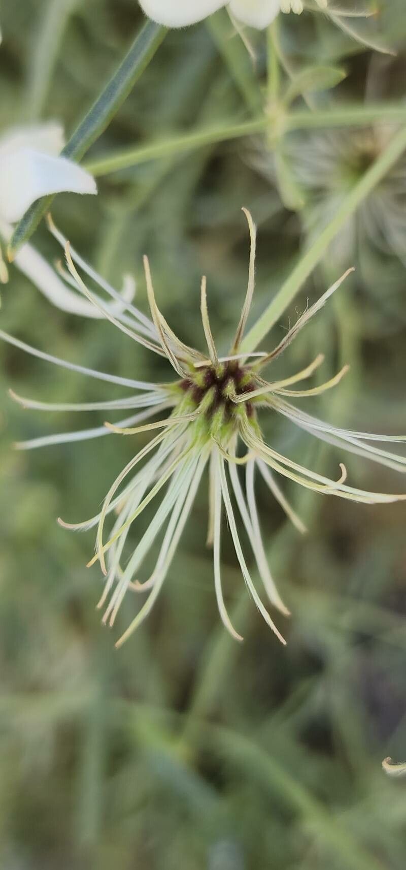Clematis ispahanica fruit
