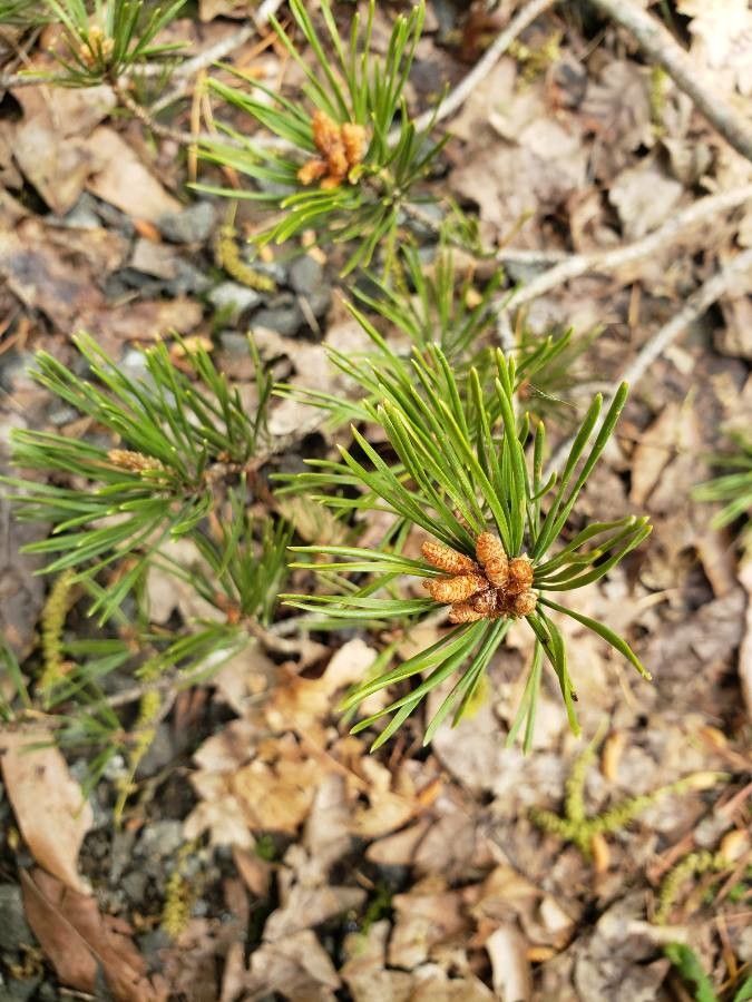 Pinus virginiana