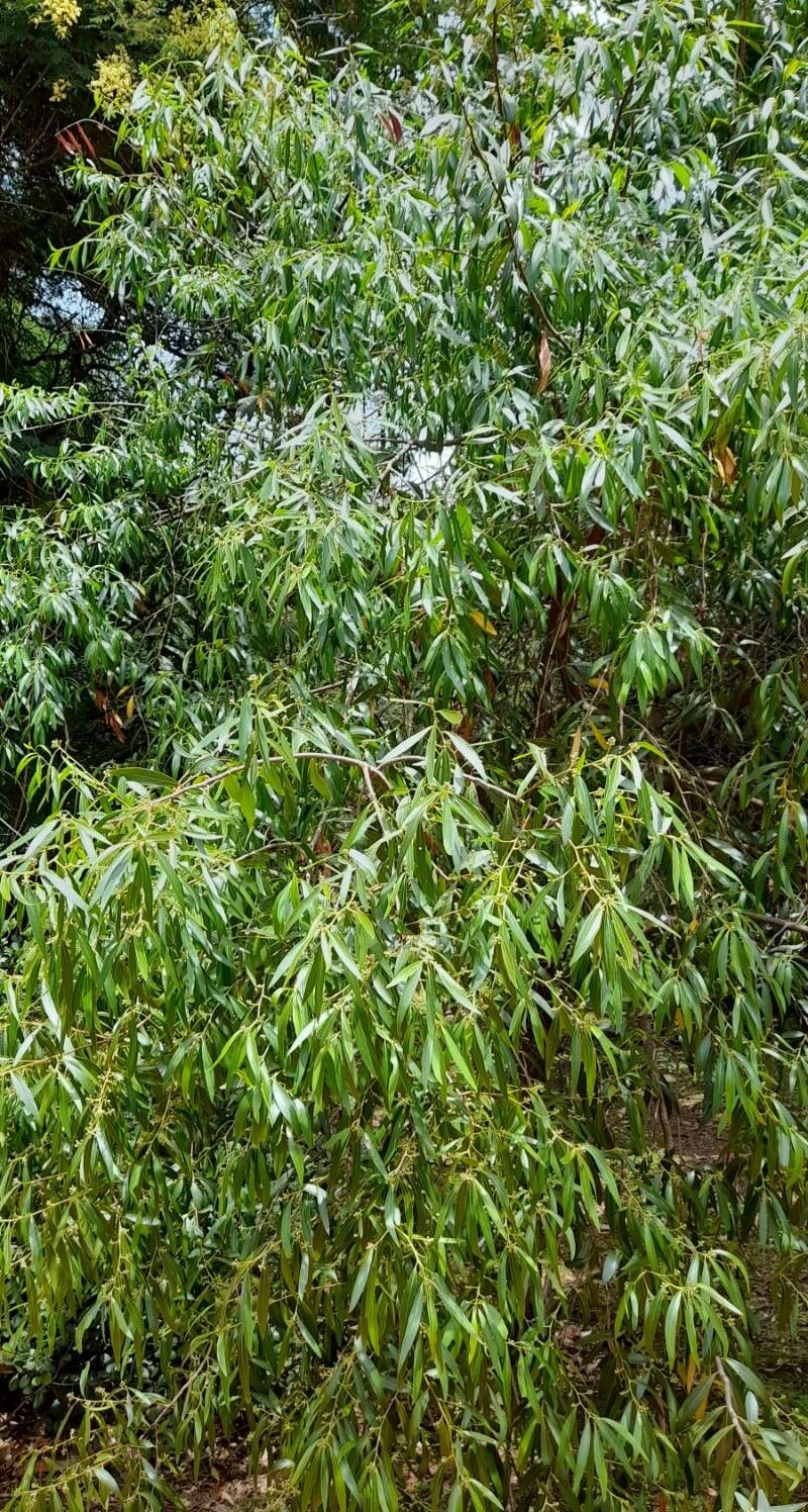 Quillaja lancifolia habit