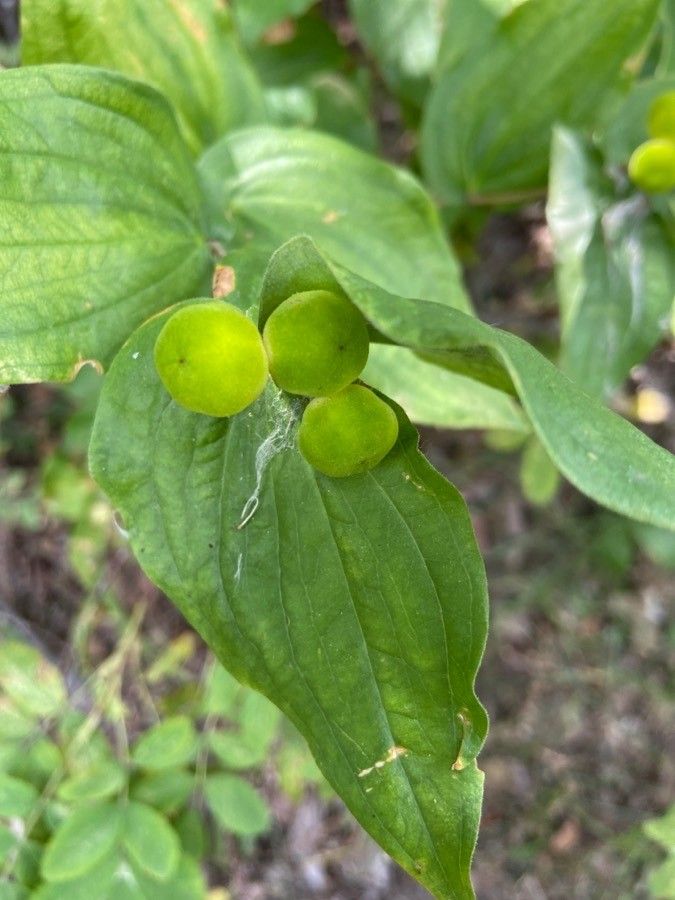 Prosartes trachycarpa fruit