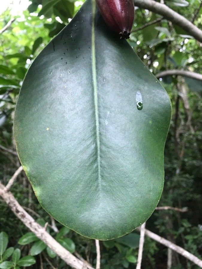 Clusia major leaf