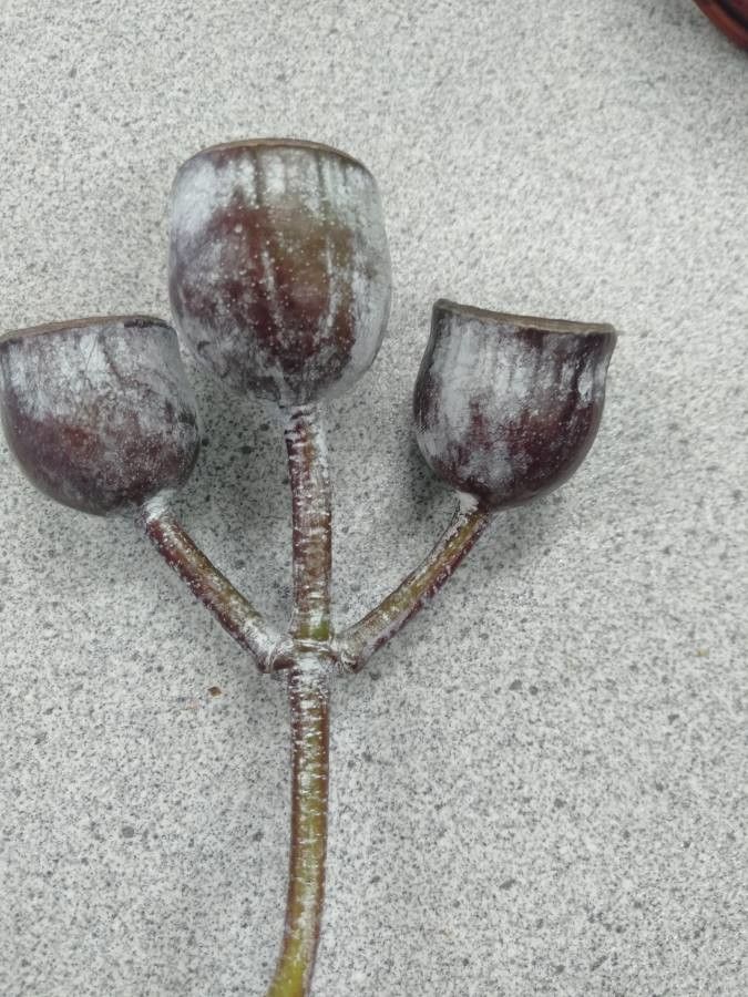 Eucalyptus caesia fruit