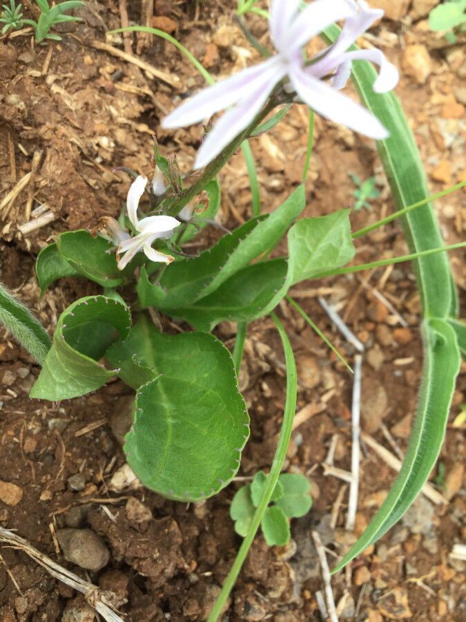 Cyphia glandulifera — related species from the same genus