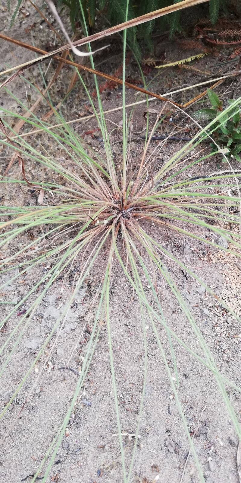 Fimbristylis hispidula — houseplant care guide