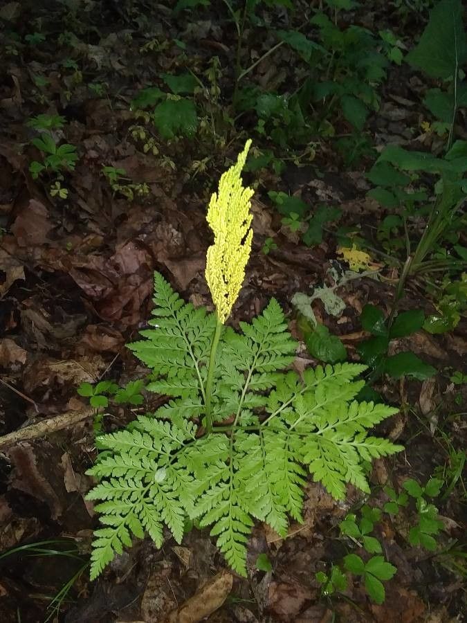 Botrychium virginianum flower