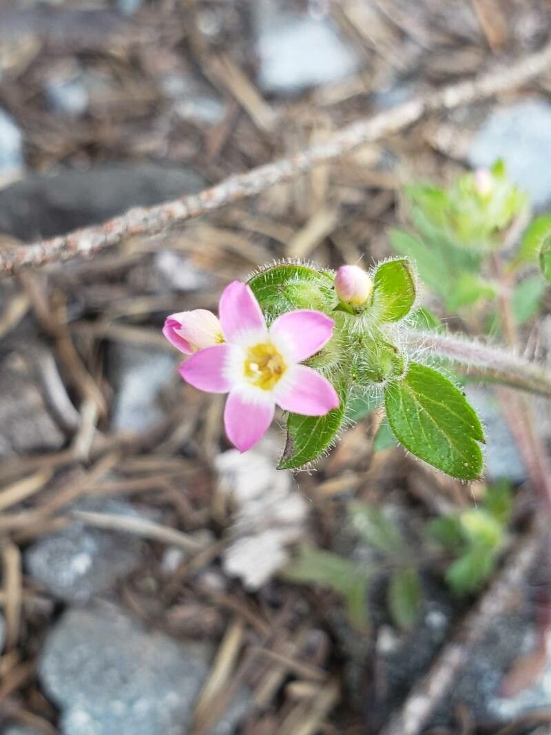Collomia heterophylla flower