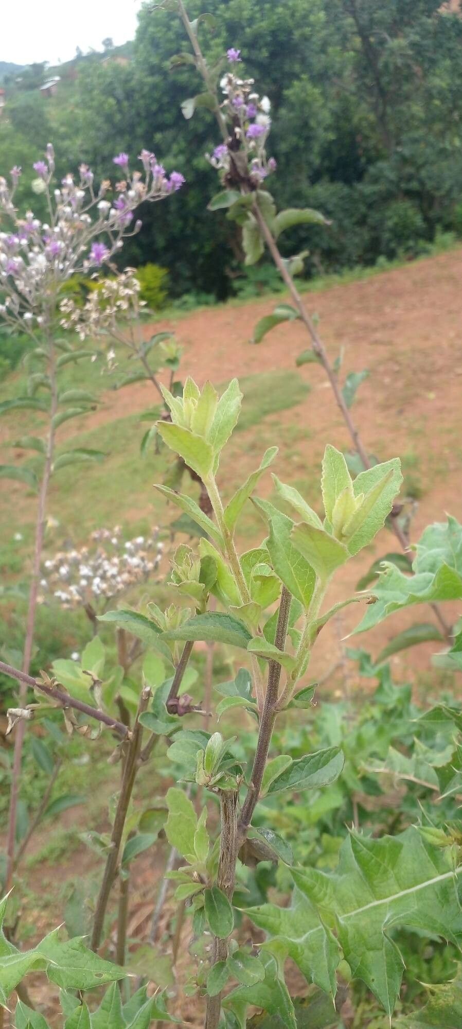 Linzia glabra — search result for 'Vernonia'