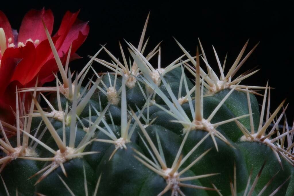 Rebutia steinbachii leaf