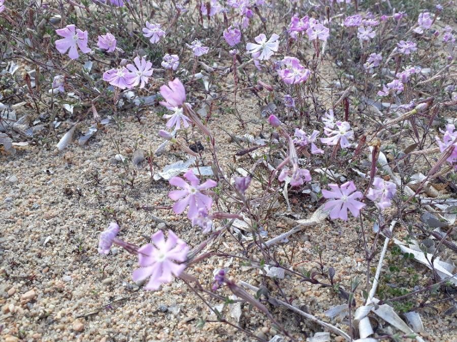 Silene velutina flower