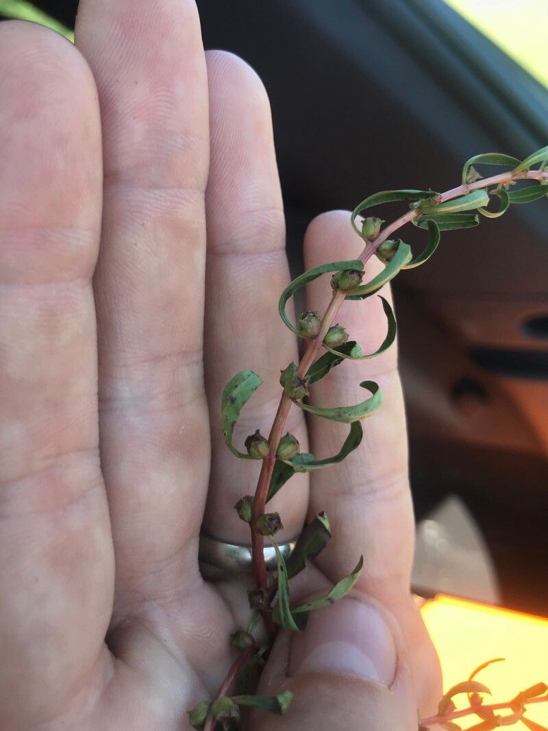Rotala ramosior fruit