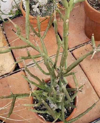 Euphorbia lignosa habit