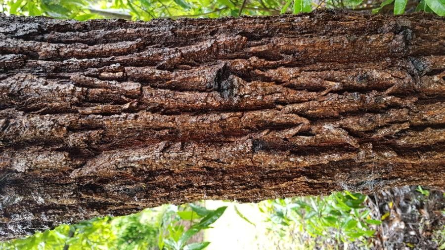 Casuarina collina — related species from the same genus
