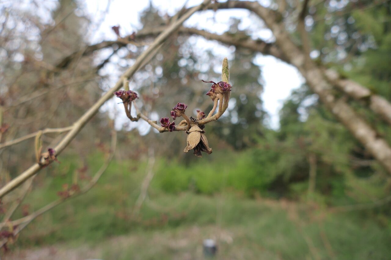Hamamelis vernalis fruit