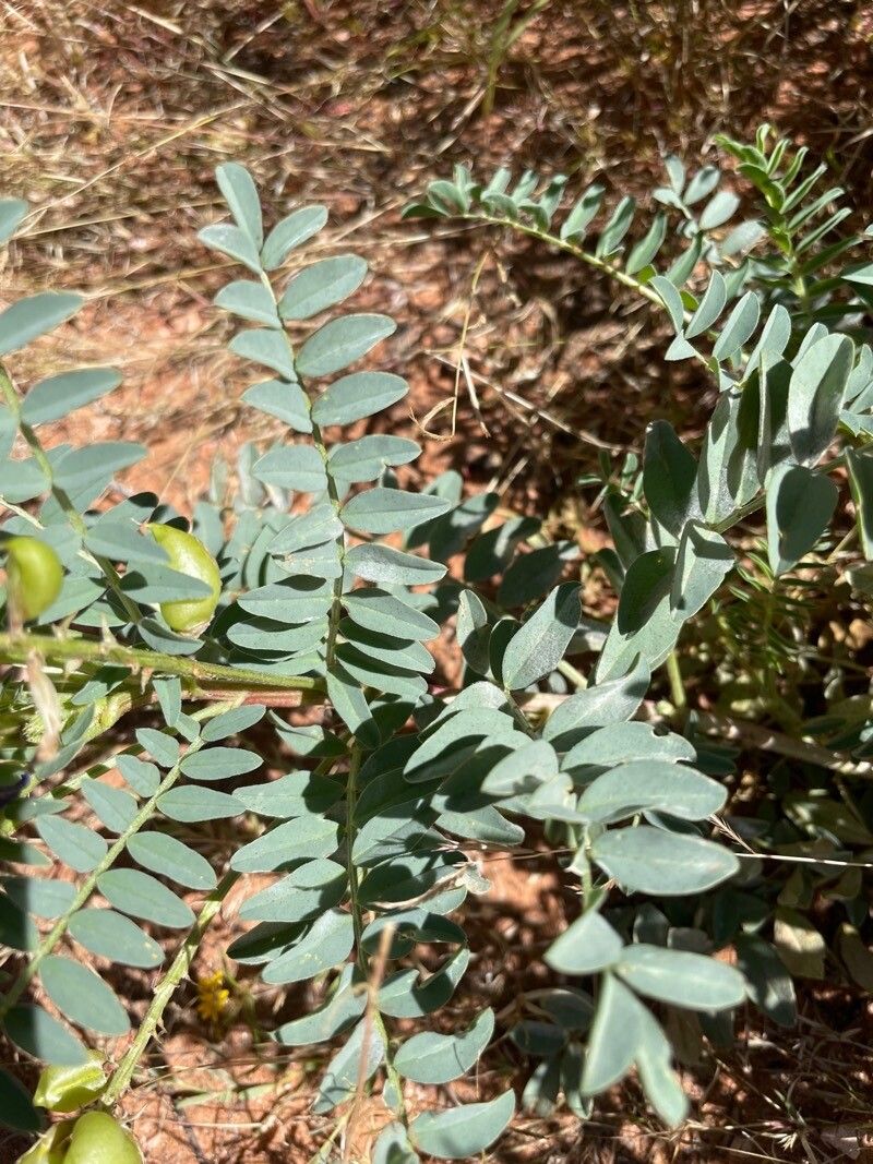 Astragalus missouriensis — search result for 'Astragalus'