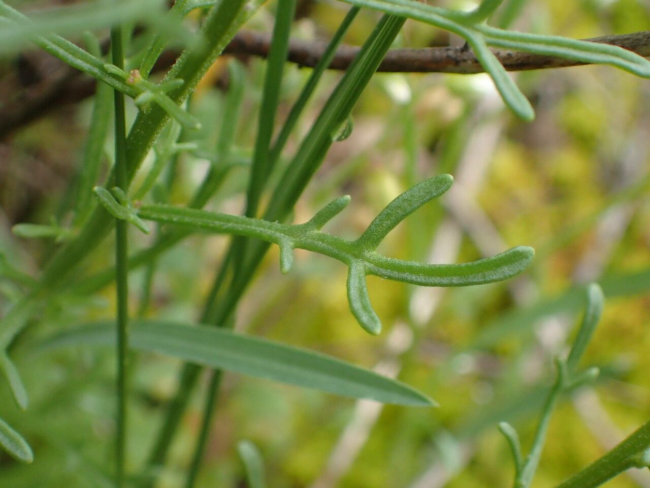 Iberis pinnata — search result for 'Iberis'