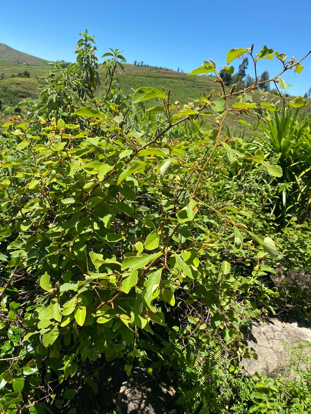 Gouania pannigera habit