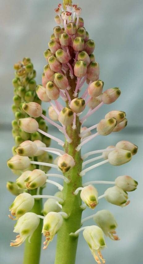 Lachenalia anguinea flower