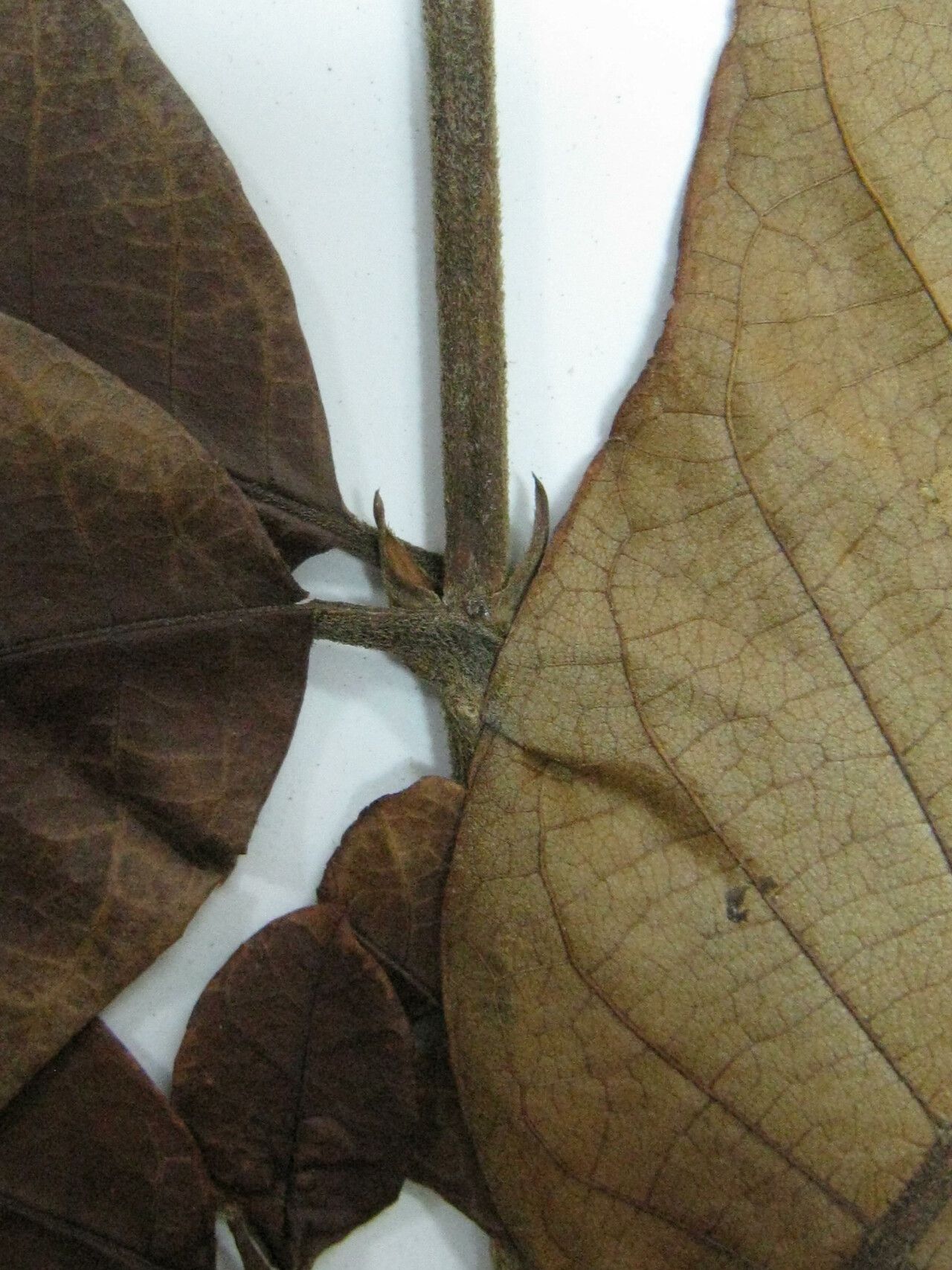 Isertia parviflora — related species from the same genus