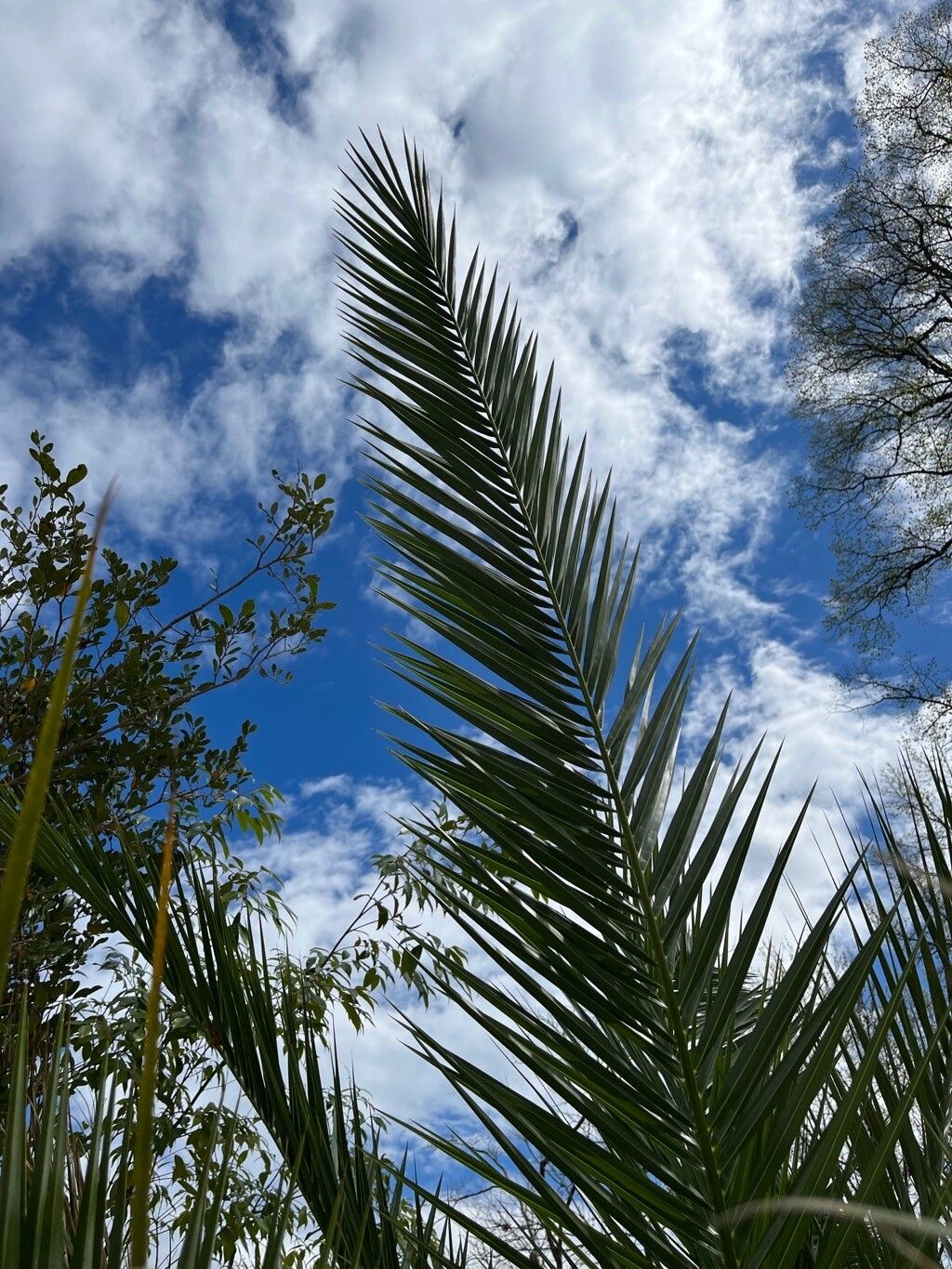 Phoenix pusilla leaf