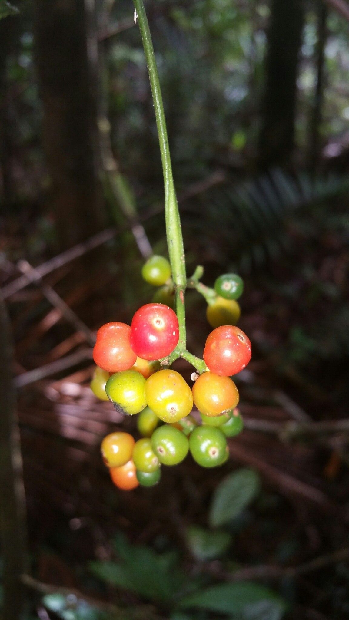 Psychotria pachygrammata fruit
