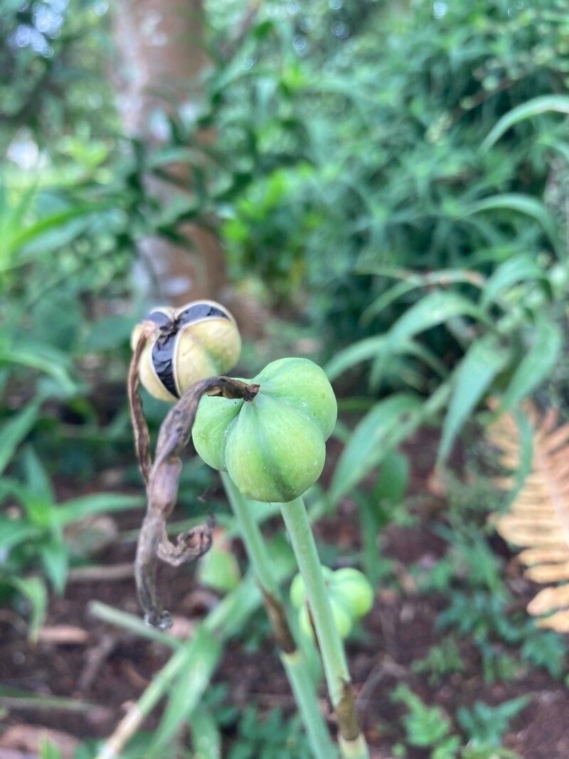 Habranthus robustus fruit