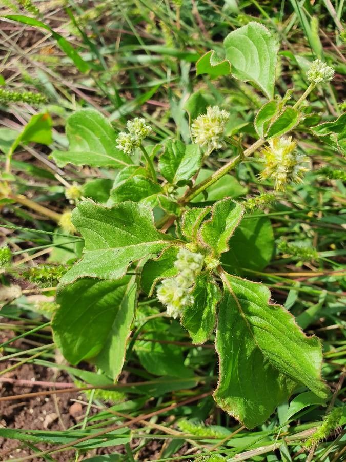 Cyathula erinacea — related species from the same genus