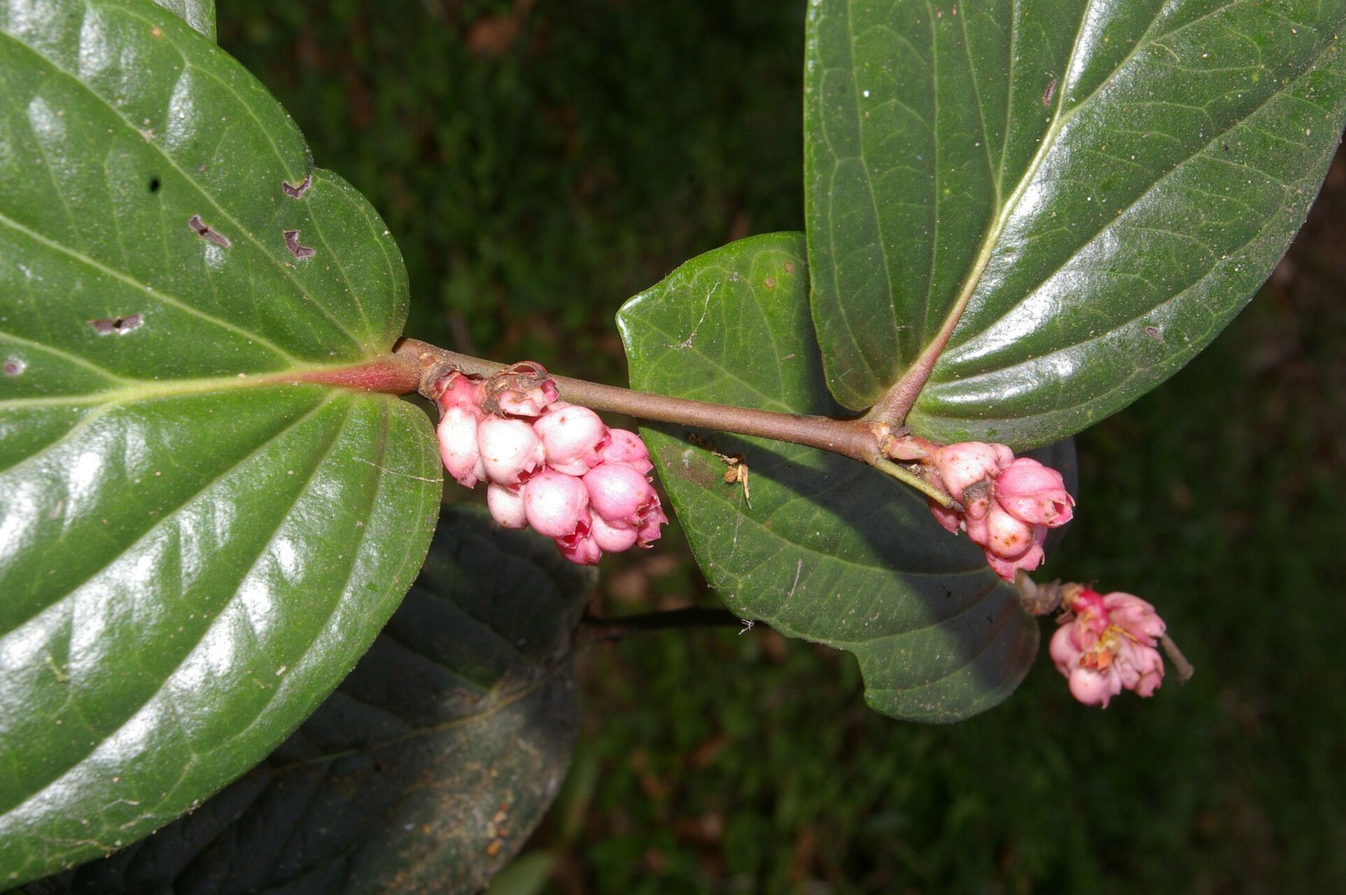 Cavendishia axillaris flower