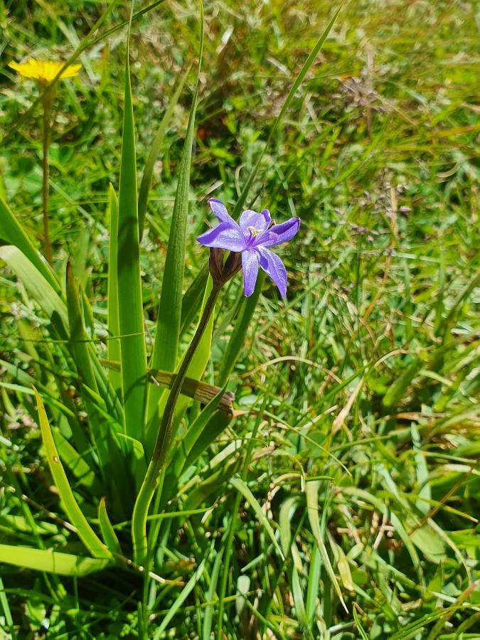 Aristea abyssinica habit