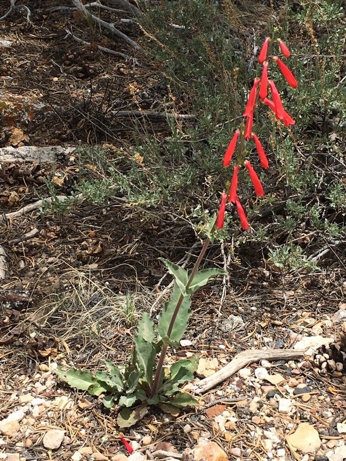 Penstemon eatonii flower